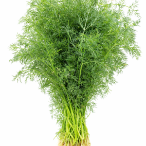 Dill Frischer Bund 50g