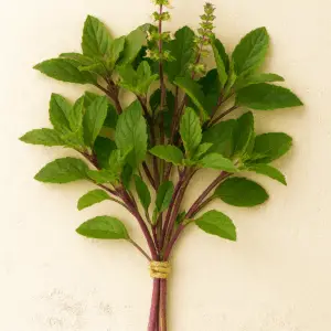 Basilikum (Indisch) Frischer Bund 50g