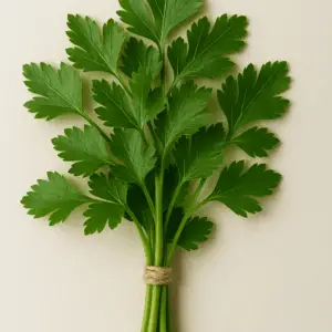 Petersilie (Glatt) Frischer Bund 50g
