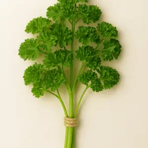 Petersilie (Kraus) Frischer Bund 50g