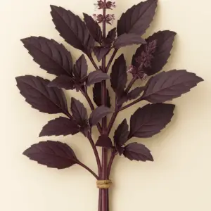 Basilikum (Red Rubin) Frischer Bund 50g