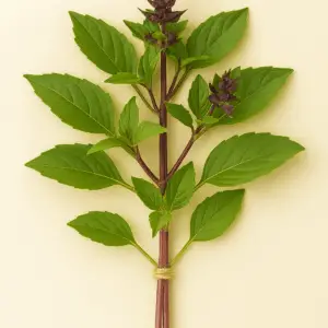 Basilikum (Thai) Frischer Bund 50g