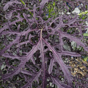 Rouge Mustard Asia Salat 50g